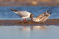 Nourrissage oiseau-mouette rieuse-chroicocephalus ridibundus-hérault-étang-France-Camargue 