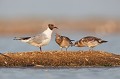 Jeunes en demande de nourriture oiseau-mouette rieuse-chroicocephalus ridibundus-hérault-étang-France-Camargue 