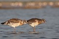 Jeunes en demande de nourriture oiseau-mouette rieuse-chroicocephalus ridibundus-hérault-étang-France-Camargue- laridae 