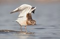  oiseau-mouette rieuse-chroicocephalus ridibundus-hérault-étang-France-Camargue- laridae 