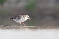  oiseau-mouette rieuse-chroicocephalus ridibundus-hérault-étang-France-Camargue- laridae 