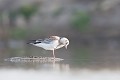  oiseau-mouette rieuse-chroicocephalus ridibundus-hérault-étang-France-Camargue- laridae 