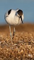 l'avocette élégante, Recuvirostra avocette, oiseau, France, limicole, étang, littoral 