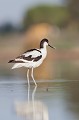  l'avocette élégante, Recuvirostra avocette, oiseau, France, limicole, étang, littoral 