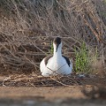  l'avocette élégante, Recuvirostra avocette, oiseau, France, limicole, étang, littoral 