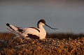  l'avocette élégante, Recuvirostra avocette, oiseau, France, limicole, étang, littoral 