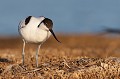  l'avocette élégante, Recuvirostra avocette, oiseau, France, limicole, étang, littoral 