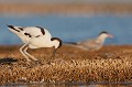 sterne pierregarin en arrière plan l'avocette élégante, Recuvirostra avocette, oiseau, France, limicole, étang, littoral 