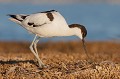  l'avocette élégante, Recuvirostra avocette, oiseau, France, limicole, étang, littoral 
