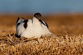  l'avocette élégante, Recuvirostra avocette, oiseau, France, limicole, étang, littoral 