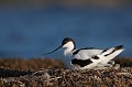  l'avocette élégante, Recuvirostra avocette, oiseau, France, limicole, étang, littoral 