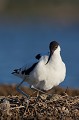  l'avocette élégante, Recuvirostra avocette, oiseau, France, limicole, étang, littoral 