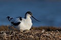  l'avocette élégante, Recuvirostra avocette, oiseau, France, limicole, étang, littoral 