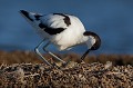  l'avocette élégante, Recuvirostra avocette, oiseau, France, limicole, étang, littoral 