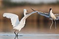 l'avocette attaque une aigrette pour défendre ses poussins l'avocette élégante, Recuvirostra avocette, oiseau, France, limicole, étang, littoral 