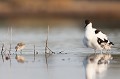  l'avocette élégante, Recuvirostra avocette, oiseau, France, limicole, étang, littoral 