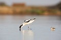  l'avocette élégante, Recuvirostra avocette, oiseau, France, limicole, étang, littoral 