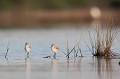  l'avocette élégante, Recuvirostra avocette, oiseau, France, limicole, étang, littoral 
