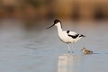  l'avocette élégante, Recuvirostra avocette, oiseau, France, limicole, étang, littoral 