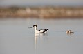 l'avocette élégante, Recuvirostra avocette, oiseau, France, limicole, étang, littoral 