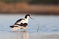  l'avocette élégante, Recuvirostra avocette, oiseau, France, limicole, étang, littoral 