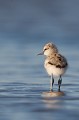  l'avocette élégante, Recuvirostra avocette, oiseau, France, limicole, étang, littoral 