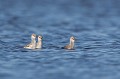  l'avocette élégante, Recuvirostra avocette, oiseau, France, limicole, étang, littoral 