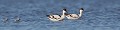  l'avocette élégante, Recuvirostra avocette, oiseau, France, limicole, étang, littoral 