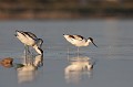  l'avocette élégante, Recuvirostra avocette, oiseau, France, limicole, étang, littoral 