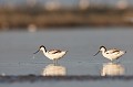  l'avocette élégante, Recuvirostra avocette, oiseau, France, limicole, étang, littoral 