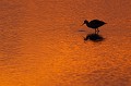  l'avocette élégante, Recuvirostra avocette, oiseau, France, limicole, étang, littoral 