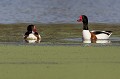 Couple (femelle à droite et mâle à gauche) Tadorne de Belon (Tadorna tadorna), oiseau, anatidae, étang, littoral, migrateur partiel, France, camargue 