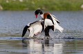 Explication musclée entre 2 mâles Tadorne de Belon (Tadorna tadorna), oiseau, anatidae, étang, littoral, migrateur partiel, France, camargue 