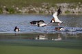  Tadorne de Belon (Tadorna tadorna), oiseau, anatidae, étang, littoral, migrateur partiel, France, camargue 