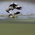  Tadorne de Belon (Tadorna tadorna), oiseau, anatidae, étang, littoral, migrateur partiel, France, camargue 
