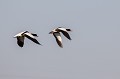 couple: mâle poursuivant une femelle Tadorne de Belon (Tadorna tadorna), oiseau, anatidae, étang, littoral, migrateur partiel, France, camargue 