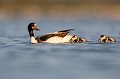 femelle avec ses jeunes de quelques jours Tadorne de Belon (Tadorna tadorna), oiseau, anatidae, étang, littoral, migrateur partiel, France, camargue 