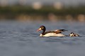 femelle avec un de ses jeunes de quelques jours Tadorne de Belon (Tadorna tadorna), oiseau, anatidae, étang, littoral, migrateur partiel, France, camargue 