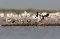  Tadorne de Belon (Tadorna tadorna), oiseau, anatidae, étang, littoral, migrateur partiel, France, camargue 
