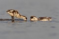 2 jeunes frères Tadorne de Belon (Tadorna tadorna), oiseau, anatidae, étang, littoral, migrateur partiel, France, camargue 