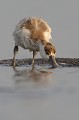 jeune en recherche de nourriture Tadorne de Belon (Tadorna tadorna), oiseau, anatidae, étang, littoral, migrateur partiel, France, camargue 