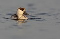 Tadorne de Belon (Tadorna tadorna), oiseau, anatidae, étang, littoral, migrateur partiel, France, camargue 