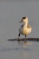 Tadorne de Belon (Tadorna tadorna), oiseau, anatidae, étang, littoral, migrateur partiel, France, camargue 