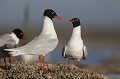  la mouette mélanocéphale, Larus melanocephalus, laridae, oiseau, Camargue, adultes 