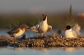 mouette mélanocéphale en train de couver et mouette rieuse avec son jeune. Mouette mélanocéphale, Larus melanocephalus, laridae, oiseau, Camargue, adultes 
