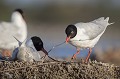 Apport de brindilles pour consolider le nid avec de violentes pluies Mouette mélanocéphale, Larus melanocephalus, laridae, oiseau, Camargue, adultes 