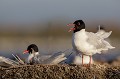  Mouette mélanocéphale, Larus melanocephalus, laridae, oiseau, Camargue, adultes 