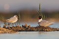 Adulte avec son oisillon face à un jeune plus âgé d'une autre couvée Mouette mélanocéphale, Larus melanocephalus, laridae, oiseau, Camargue, adultes 