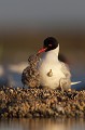 adulte ayant déjà 2 oisillons et encore au moins un oeuf non éclos. Mouette mélanocéphale, Larus melanocephalus, laridae, oiseau, Camargue, adultes 