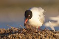 mouette ayant capturé un coléoptère pour nourrir son oisillon Mouette mélanocéphale, Larus melanocephalus, laridae, oiseau, Camargue, adultes 